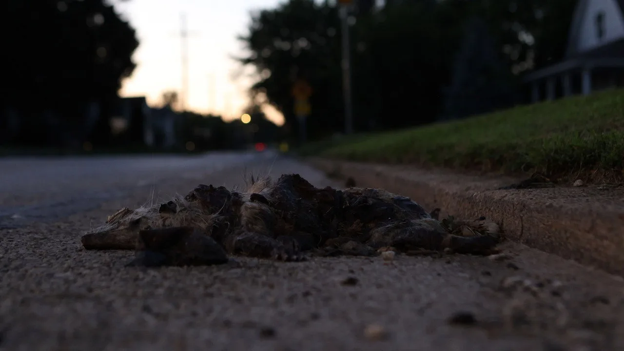 Roadkill