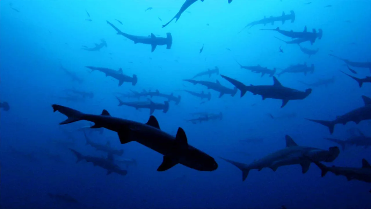 Sharkwater - Wenn Haie sterben