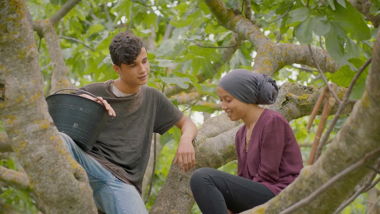 Under the fig trees