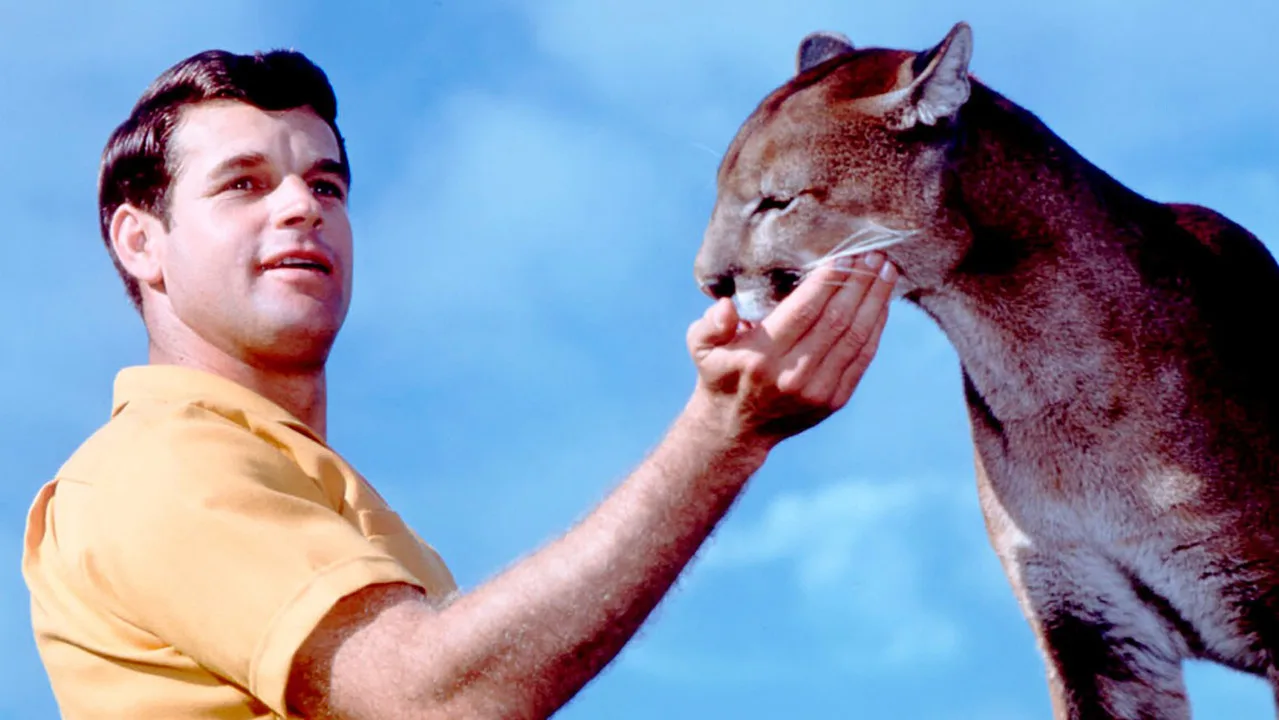 Der einsame Puma
