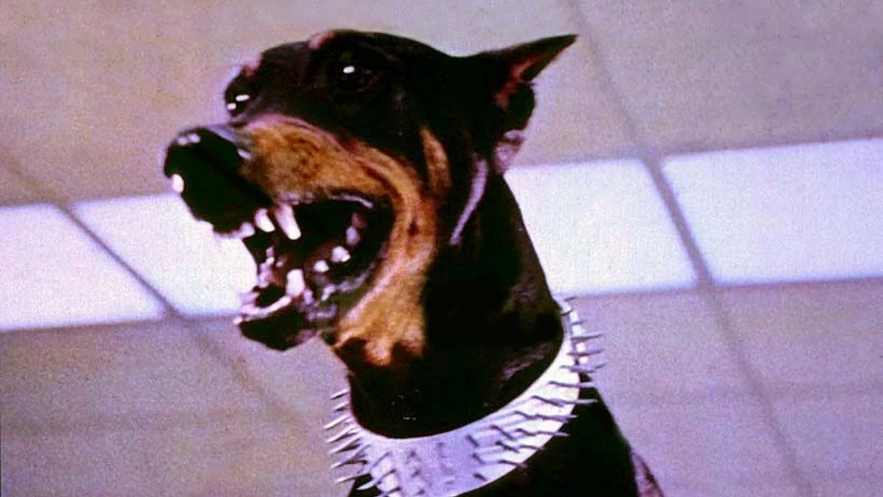 Dobermann Gang