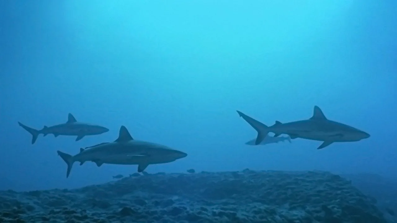 Atlantis