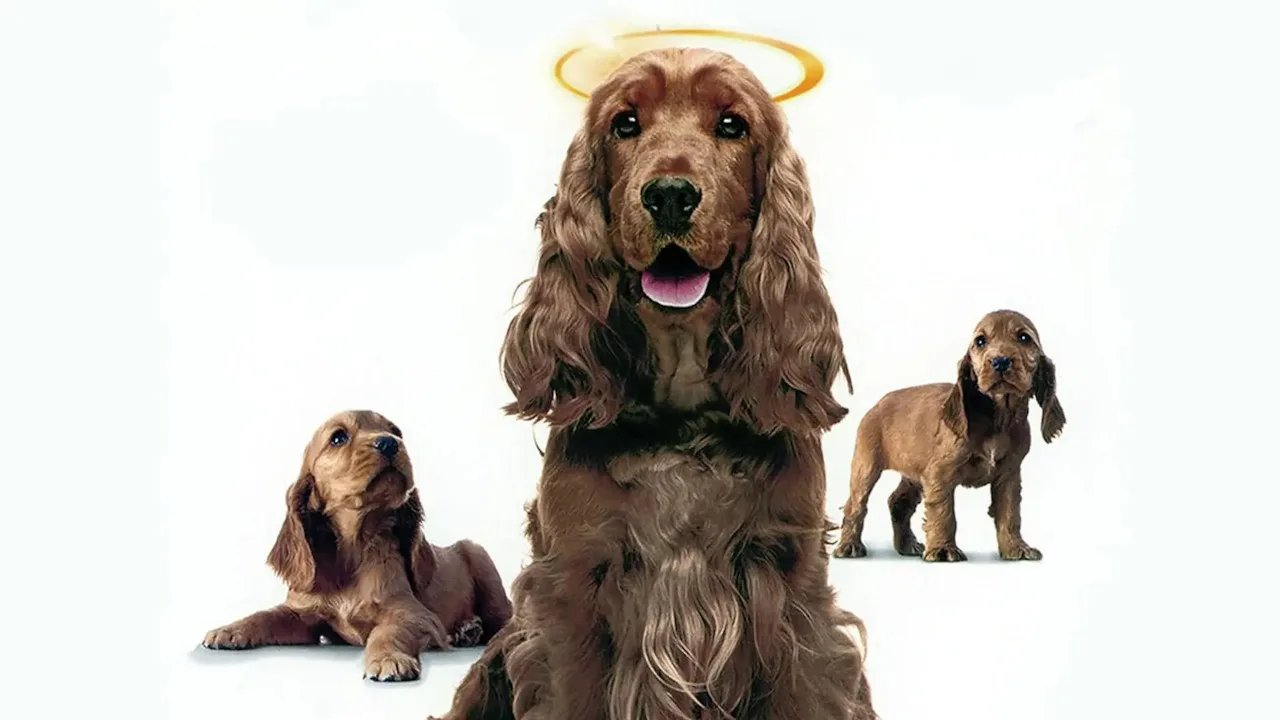 2 Wunder Hunde