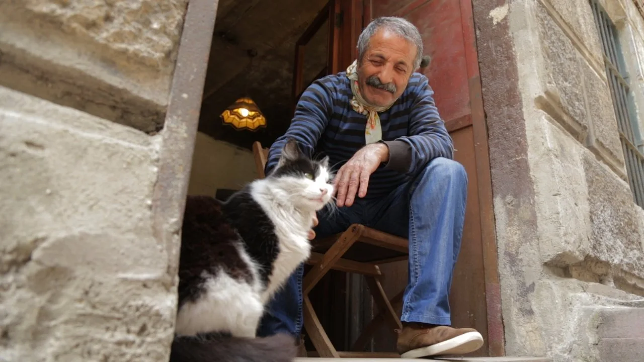 Kedi - Von Katzen und Menschen