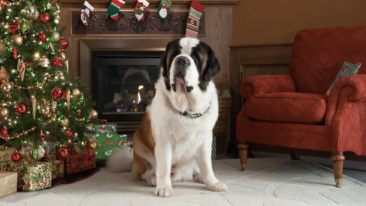 Beethovens abenteuerliche Weihnachten