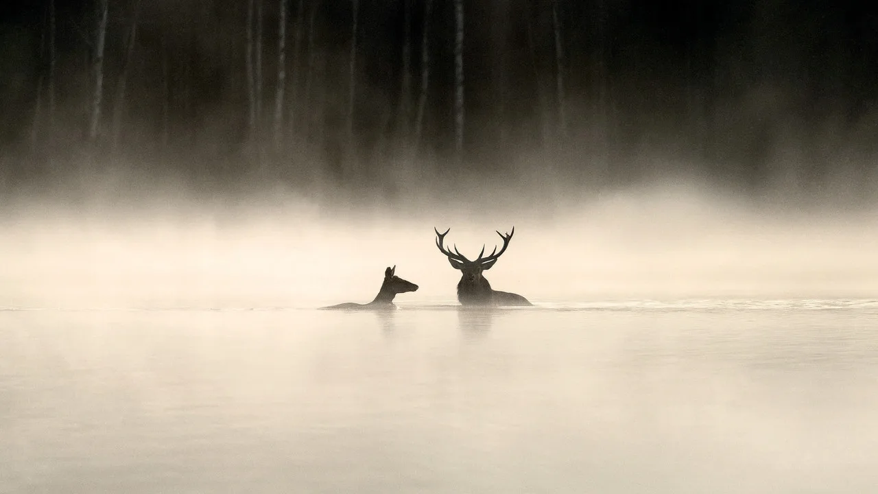 Das Flüstern der Wälder
