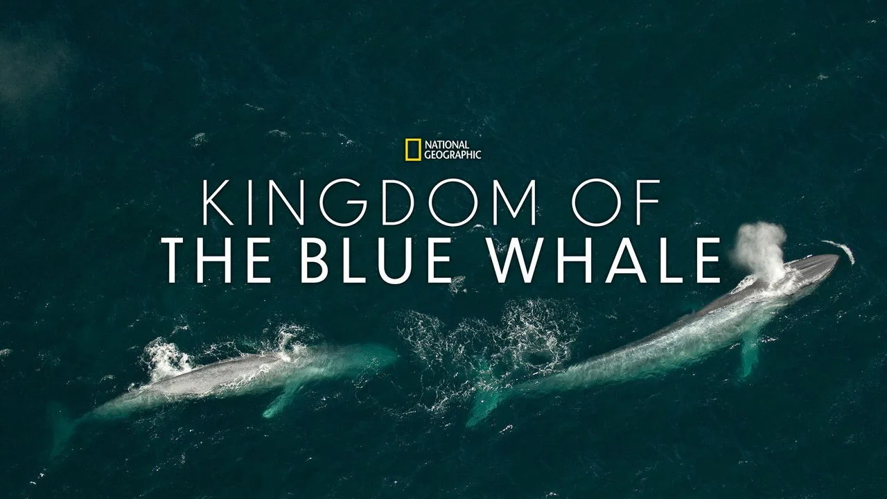 Im Reich des Blauwals
