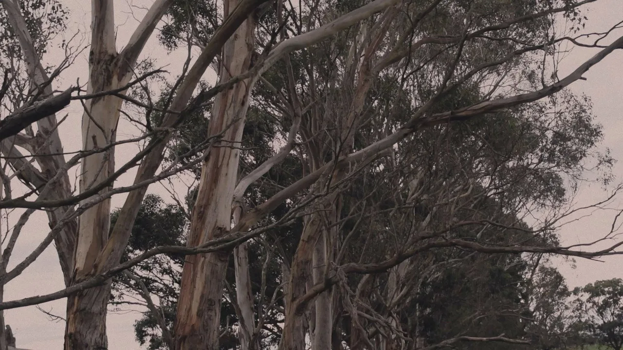 WHITEGUM