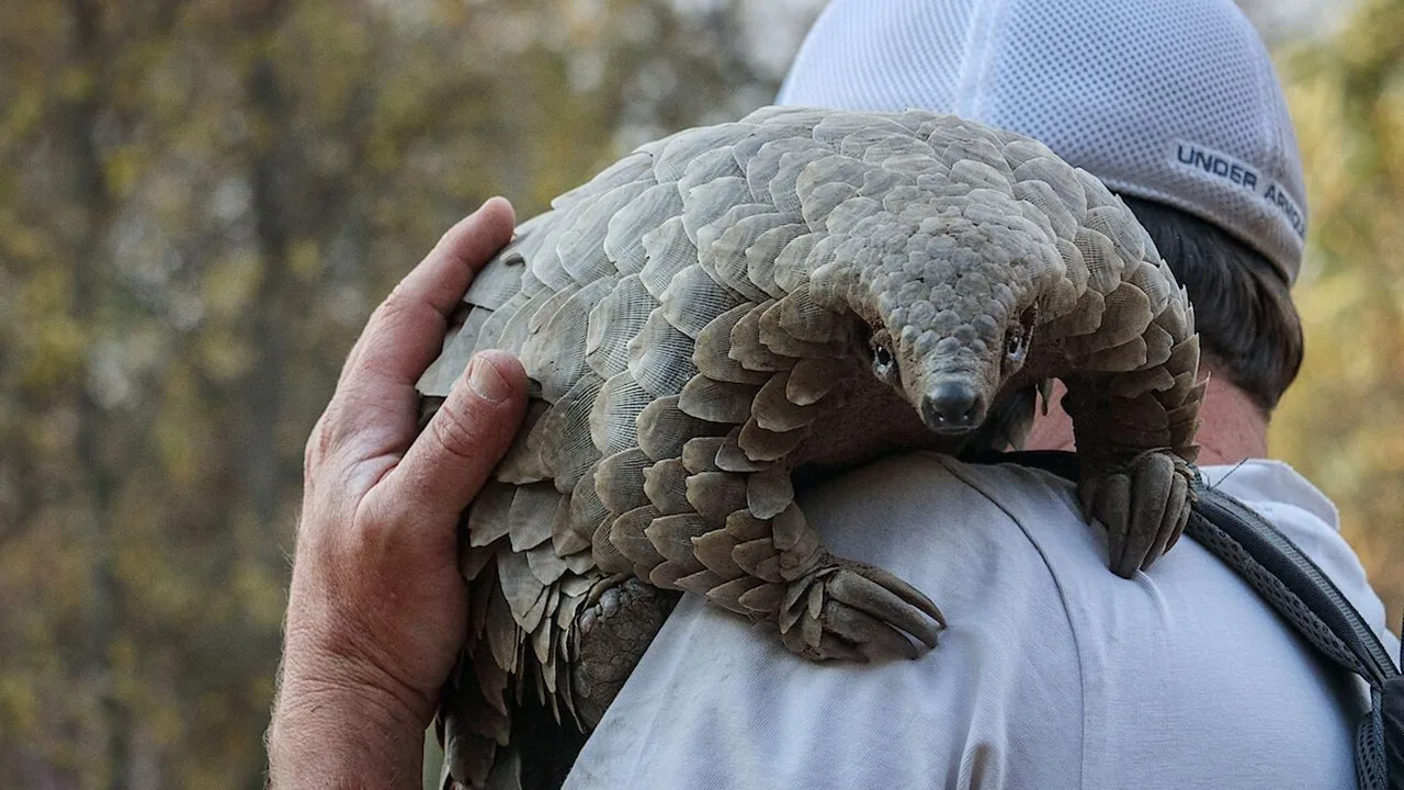 Pangolin: Kulus Weg